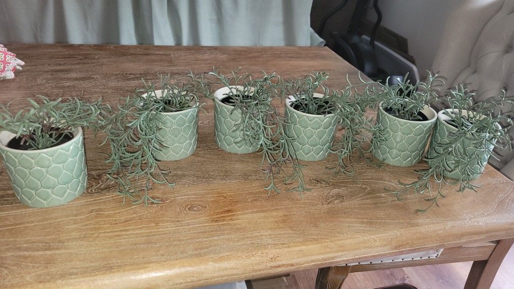Pots With Plants