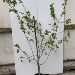 Chinese Lantern Plant 