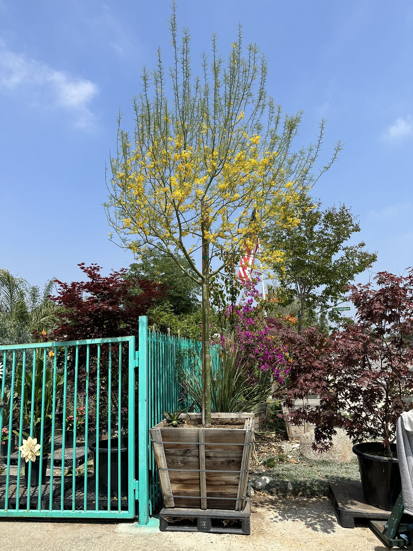 Arizona Sonoran Desert Museum Palo Verde tree, thornless, drought