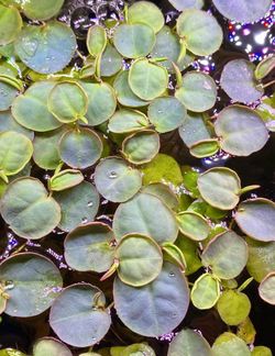 Red Root Floaters 🪷