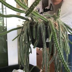 DRACAENA ANGOLENSIS / DOG TAIL PLANTS 🌱 