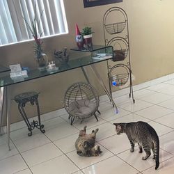 Curved Glass Desk with Stainless Steel Legs