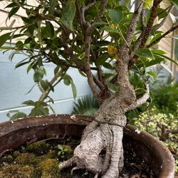 18 Year Old Tiger Ficus