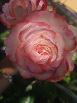 Rose Pots