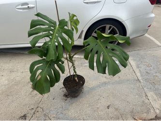 Monstera