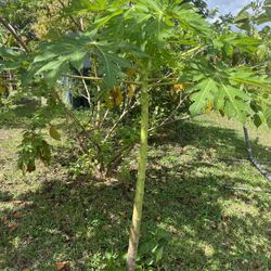 Papaya Trees 