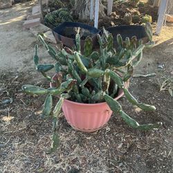Nopal De  Lujo  Maceta Grande 