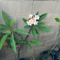 Flower Plomera Pink Yellow White Plomera Flower 