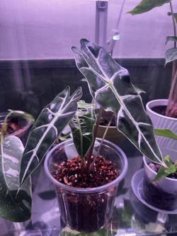 Alocasia Amazonica  