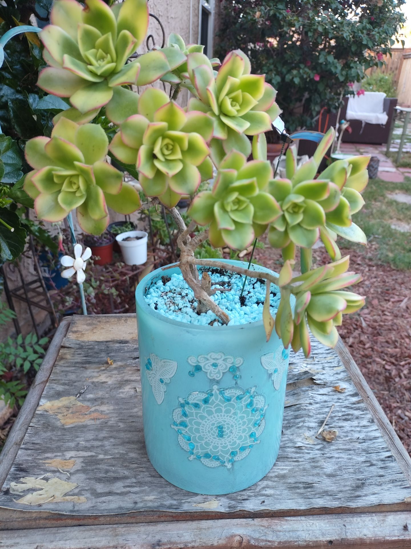 Beautiful Aeoium Kiwi Succulent ๐ต๐