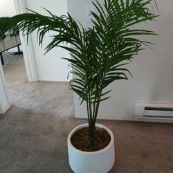 Faux Areca Palm House Plsnt
