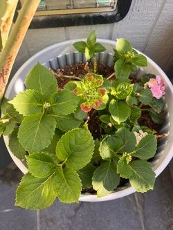 Plants (hydrangeas) - Excluding Pots
