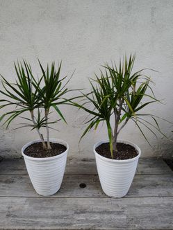 Dracaena Trees