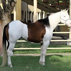 quarter horse 