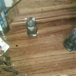Cat and Dog For Sale For yr small kids