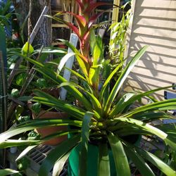 Big BROUMILIA in 3gallon green  pot 