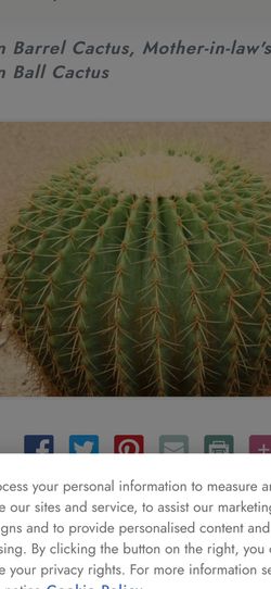 Gold barrel Cactus any size free removal