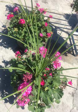 Geranium (malvas)
