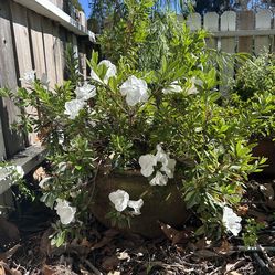 Alaska Azalea in 17” clay pot