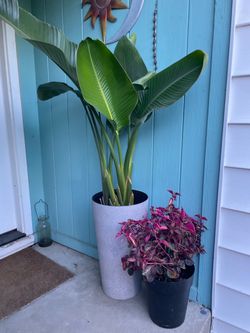 Huge Leaf White bird of paradise; 4 plants in the pot; cover not included; 95820