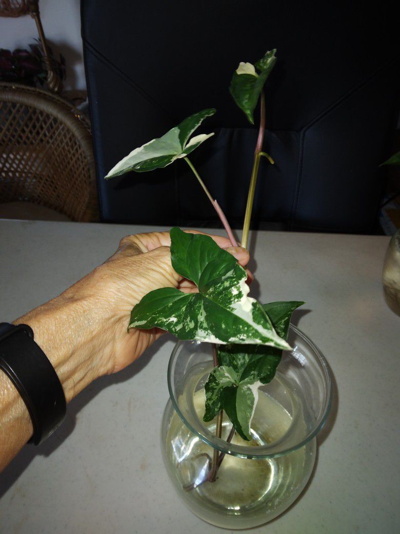 5 Leaf Syngonium Albo Rooted Vine #4 -$15 -Ship $3.50 Or Deltona,  Fl Pickup 
