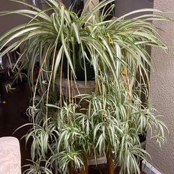Lush Variegated Spider Plant Starter/ indoor plant/ house plant/ flower patio garden
