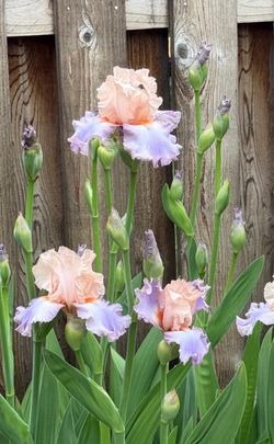 Iris Bulbs