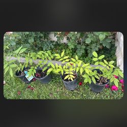      Purple Amethyst Falls Wisteria Vine 