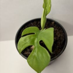 Monstera Minima Indoor Plant $5