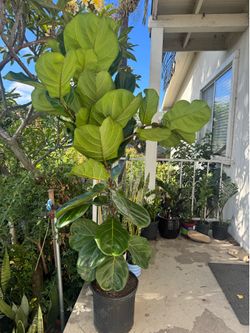 Fiddle Leaf Fig