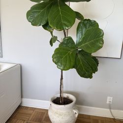 Large Fiddle Leaf Fig Tree - 6 FT - 3 Ft Beautiful & Mature ( Pot Include) 