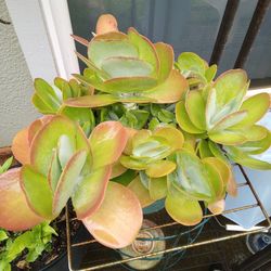 Pink and Green Succulent Plant