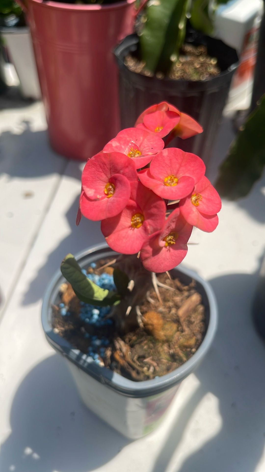Corona De Cristo Flor Grande
