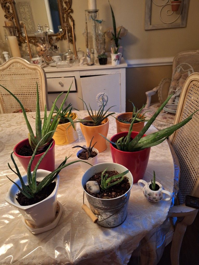 Aloe Vera