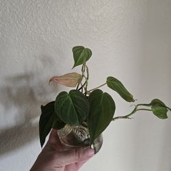 Plant cutting mican phi