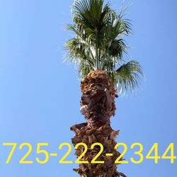 Palm Tree Trimming 