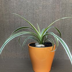 Spider House Plant In Cute Ceramic Pot 4.5"H.