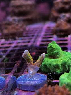 Bubblegum Digi Frag