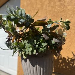 Succulent Mix Pot With Aloe Vera!!