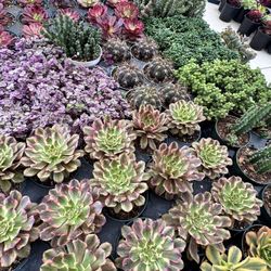 Succulents $5 Each