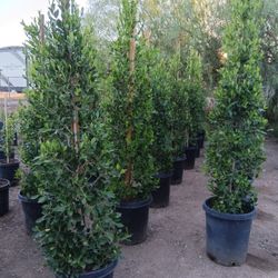 ficus Plants 
