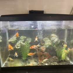 Fish Tank And Supplies 