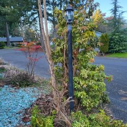 Large Plant And 1 Small