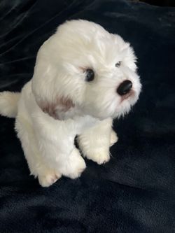 White Fluffy Dog Stuffed Animal Plush