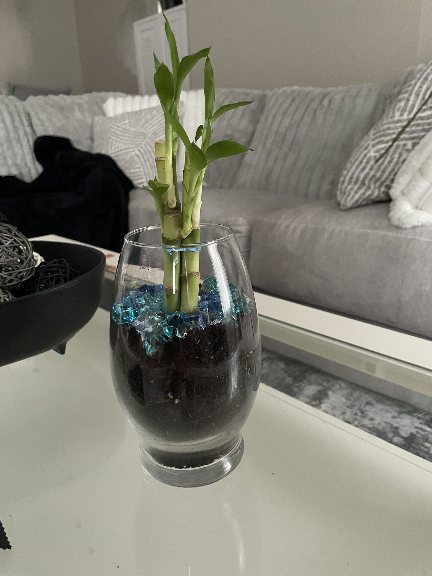 Lucky bamboo