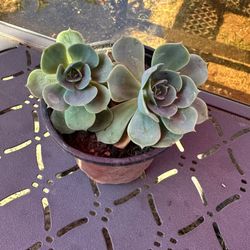 Succulent Plant 