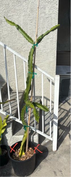 Dragon fruit plant-Asunta 5 Paco around 4ft rooted strong base with branches