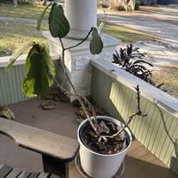 Large Fiddle Leaf Fig