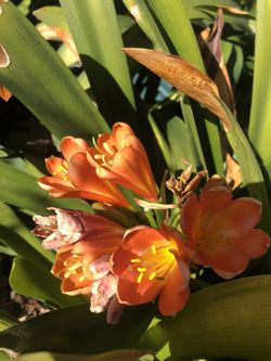 Beautiful Potted Flowering Plants Bushes