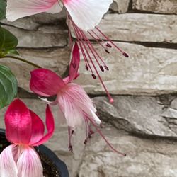 Upright Fuchsia In Cute Ceramic Unicorn Pot 4"H. (Please look at all the photos) Attracts Hummingbirds.